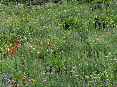 31 The meadow 04.jpg