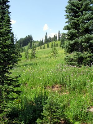 32 The meadow 05.jpg