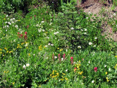 33 The meadow 06.jpg