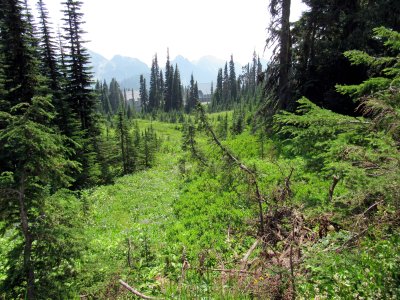 34 Looking down toward Paradise.jpg