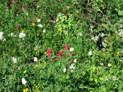 35 The meadow 07.jpg
