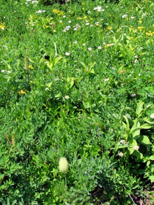 36 The meadow 08.jpg