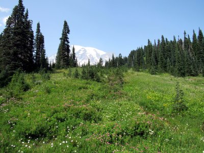37 Mountain and meadow 01.jpg