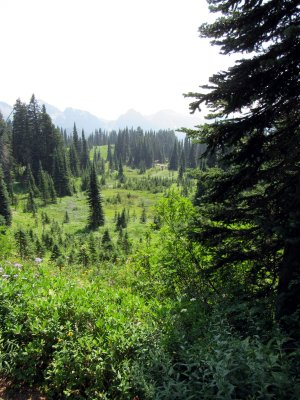40 The meadow 09.jpg