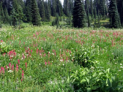 49 The meadow 10.jpg