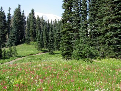 50 The meadow 11.jpg