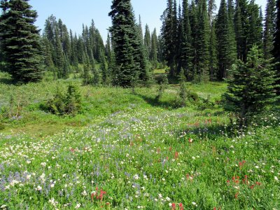 52 The meadow 12.jpg