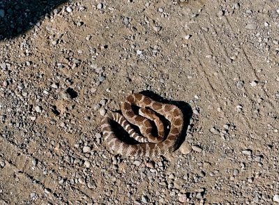 35 One of Steve's found dead rattlesnakes.jpg