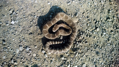 03 Big dead rattlesnake.jpg