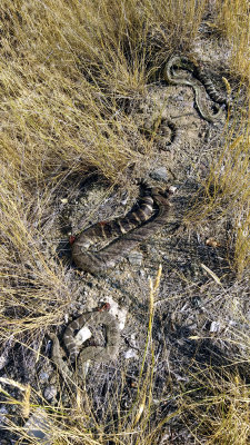 01 Steve's dead rattlesnake collection.jpg