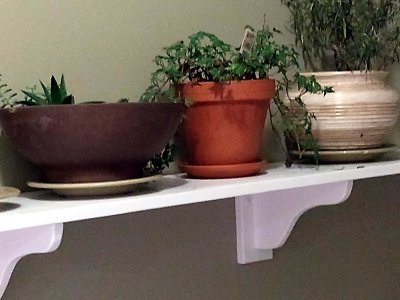 01 Tory's new plant shelf 01.jpg