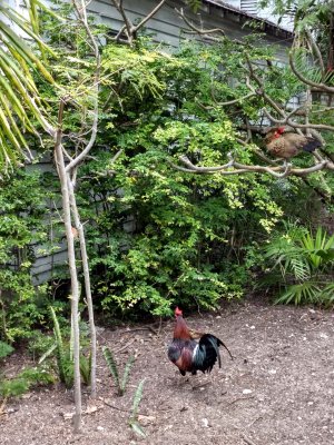 19 Chickens 02.jpg