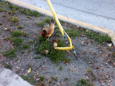 26 Chickens 03.jpg