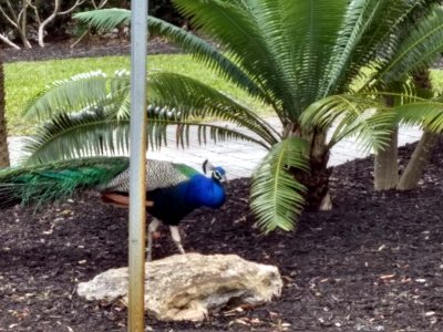 05 Florida, 17 March -1 April