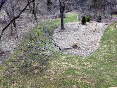 01 Tree, tipped over.jpg