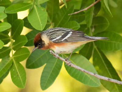 Bary-breasted Warbler