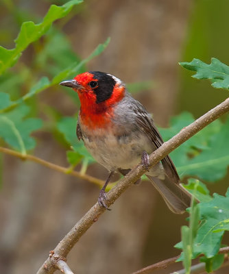 Red-faced Warbler