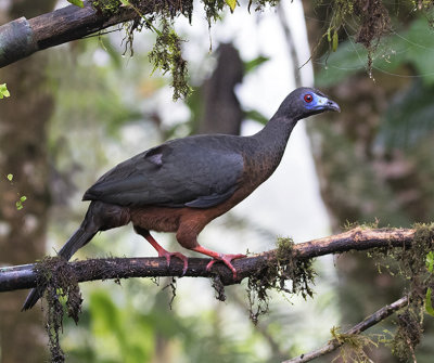 Sickle-winged Guan