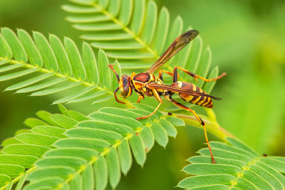 Wasp (paper wasp family)