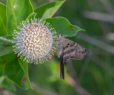 Long-tailed Skipper on Common Buttonbush