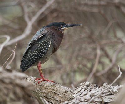 Green Heron