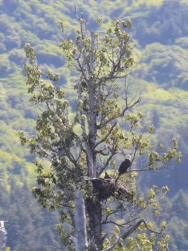 Bald Eagle COL_0244.JPG