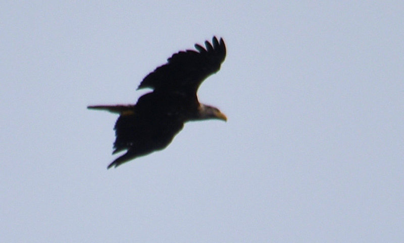 Bald Eagle Imature COL_0678.JPG