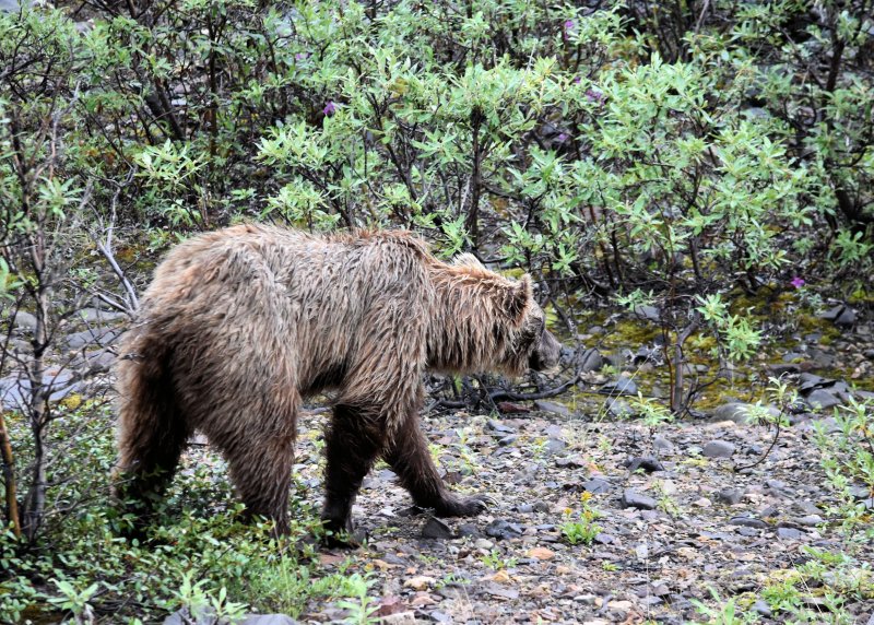 Bear Denali 5x7 COL_0028.JPG