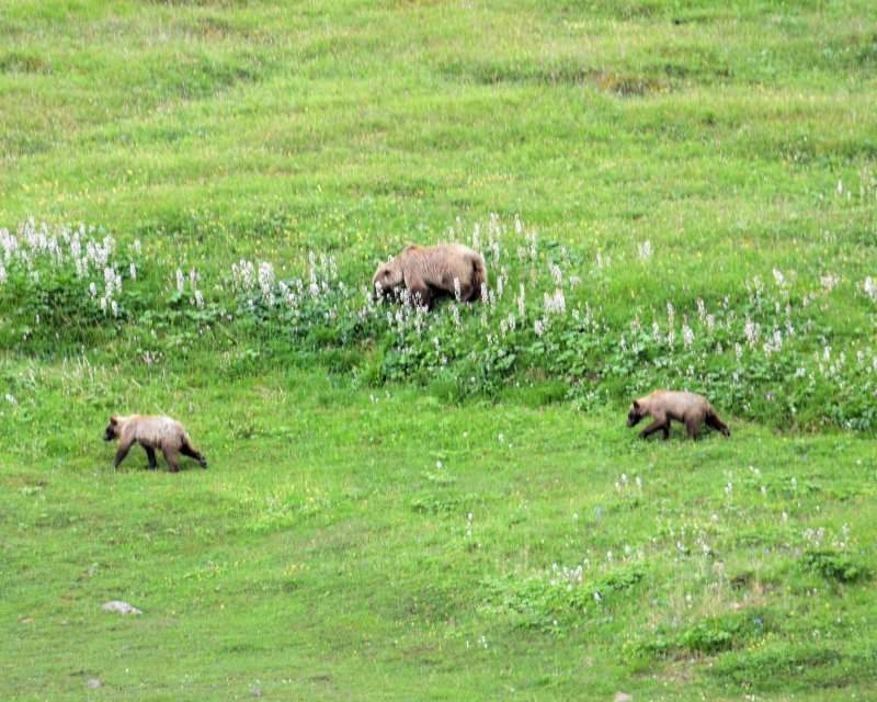 Denali Bear 8x10 COL_0076.JPG