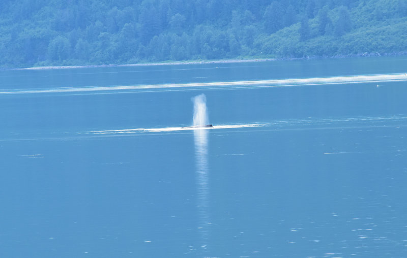 Humpback 2 COL_0479.JPG