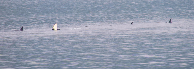 Orca breach 2 COL_0700.JPG