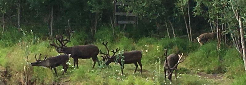 Reindeer caribou IMG_2561.JPG