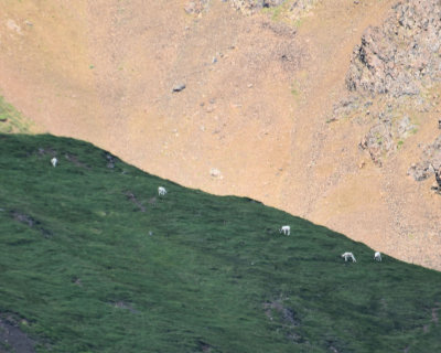 Denali Sanctuary River Dall Sheep 8x10 COL_0052.JPG