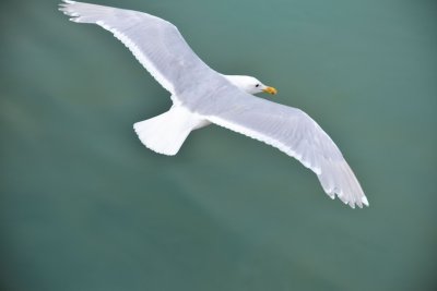 Glaucous-winged Gull COL_0365.JPG