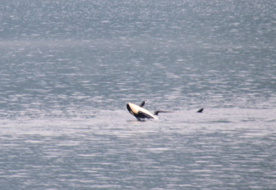Orca Breach COL_0699.JPG