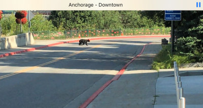 Anchorage Bear IMG_2990.jpg
