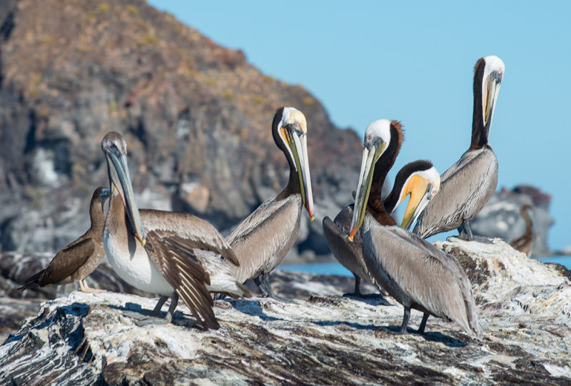 Brown Pelicans, Coronado Is. Loreto