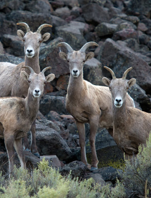 Young Bighorns