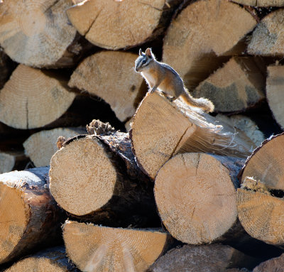 Guardian of the wood pile