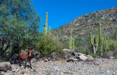 Road to Mission San Javier, Loreto