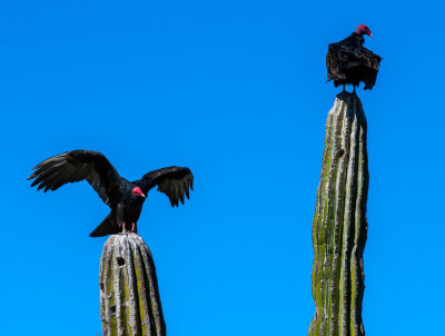 Turkey Vultures on Cardon cacti, Loreto