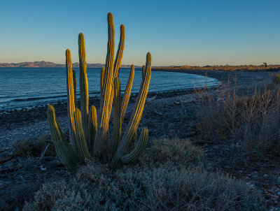 La Picazon, Loreto