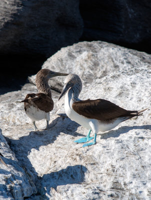 Blue footed Boobies, Coronado Is. Loreto