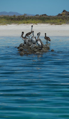 Coronado Is. Loreto Brown Pelicans