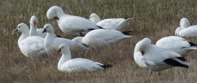 Snow geese, Malhuer refuge