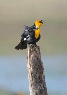 Yellow HeadedBlackbird, Malhuer refuge