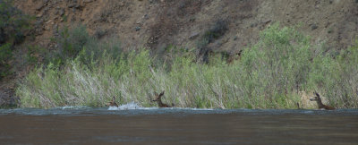 Mule deer crossing river just below Thirtymile cr.