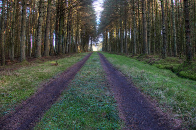 0215 tree-lane_filtered.jpg