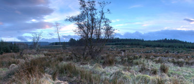 0215 tree-wide.jpg