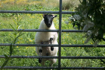 barney-lamb.jpg